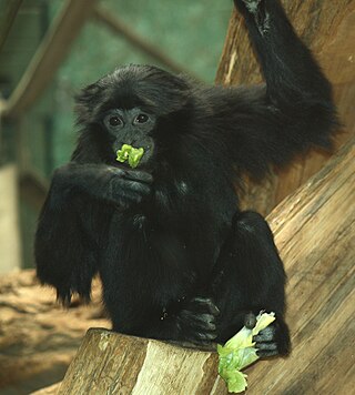 <span class="mw-page-title-main">Siamang</span> Species of ape