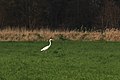 Silberreiher Ardea alba