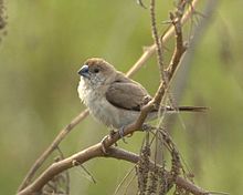 Indian silverbill, a common resident in the north. Silverbill.jpg