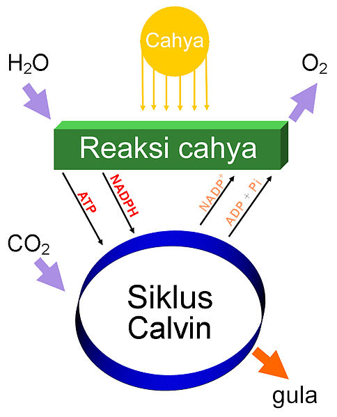 File:Simple photosynthesis overview-jv.jpg