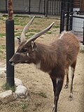 Miniatura per Sitatunga