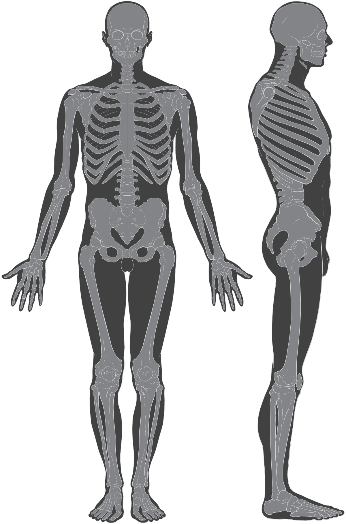 Download File:Skeleton whole body ant lat views.svg - Wikimedia Commons
