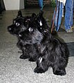 Two Skye terrier puppies