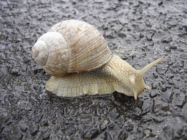 snail là gì