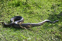 Snake Anaconda Schlange South America P1130959.JPG