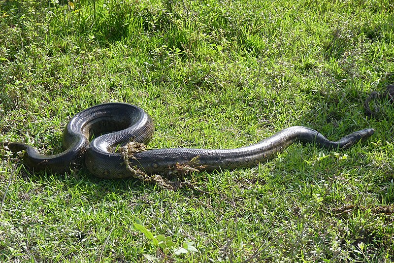 File:Snake Anaconda Schlange South America P1130959.JPG