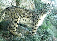 Il leopardo delle nevi, uno dei simboli della fauna himalaiana.