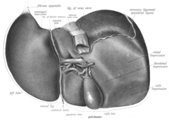 Liver Wikipedia