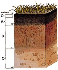 Soil profile.jpg