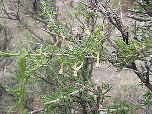Solanaceae - Lycium deserti Phil. cfr (5854582207).jpg