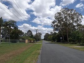 Solandra Jalan di Park Ridge Selatan, Queensland.jpg
