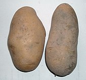 Tubercules de pomme de terre, avec sur leur surface des « yeux » et des lenticelles.
