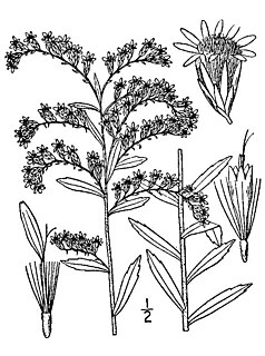 <i>Solidago tortifolia</i> Species of flowering plant