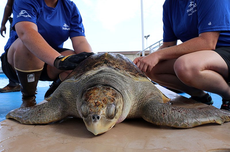File:Solstice, an olive ridley sea turtle gets prepped for release (36967364826).jpg
