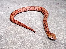 Southern copperhead