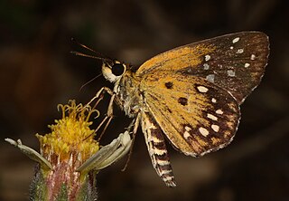 <i>Astictopterus stellata</i> Species of butterfly