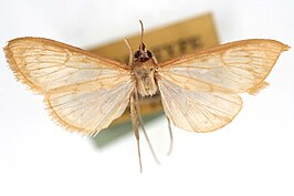 Munroeodes australis