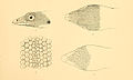 Sphaerodactylus fantasticus 02-Barbour 1921.jpg