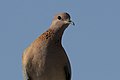 Spilopelia senegalensis - Laughing Dove, Mersin 2018-09-23 02.jpg