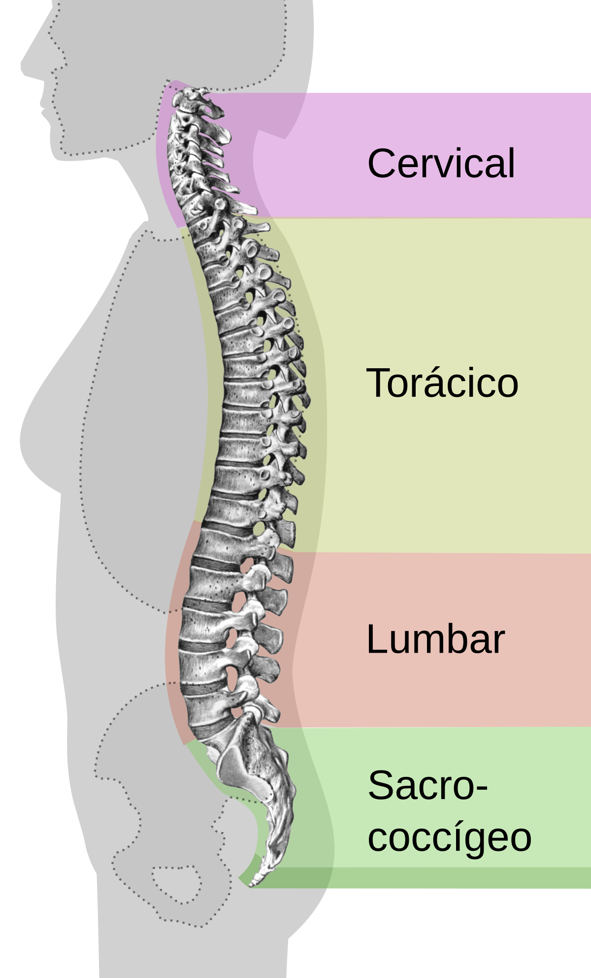 Coluna vertebral – Wikipédia, a enciclopédia livre