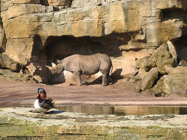 Zoo Hannover - Spitzmaulnashorn