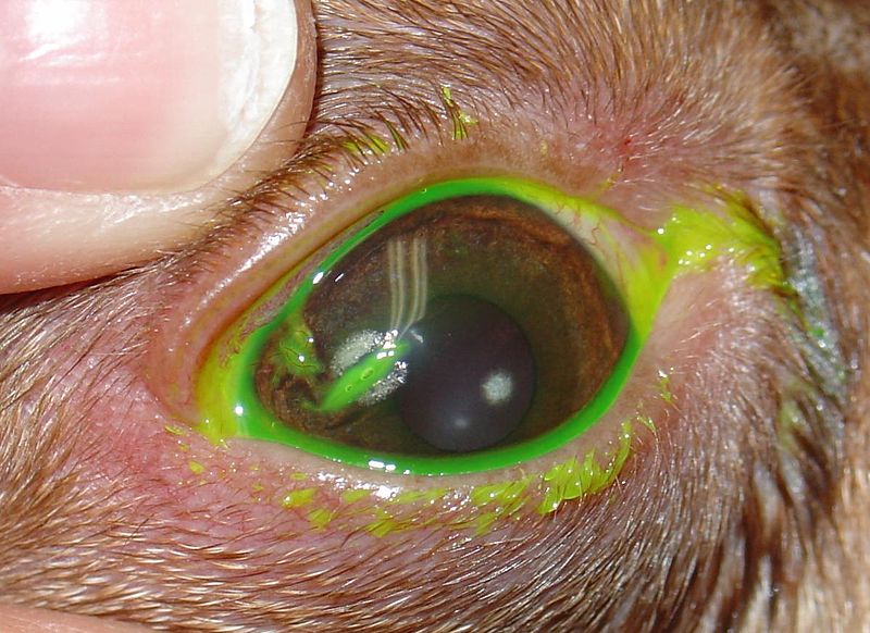 File:Split corneal dystrophy.JPG