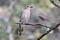 Spotted flycatcher, Muscicapa striata, at Marakele National Park, Limpopo, South Africa (16133122039).jpg