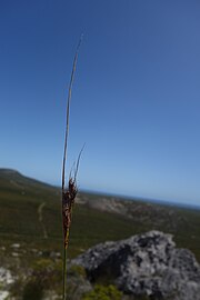 Flowering head