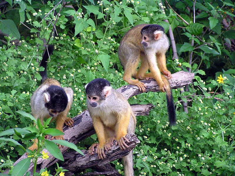 File:Squirrel monkey3.JPG