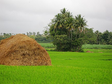Paddy field in Srirangapatana, Karnataka