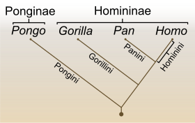 Gemeiner Schimpanse: Körperbau, Karyotyp und Genom, Verbreitung und Lebensraum