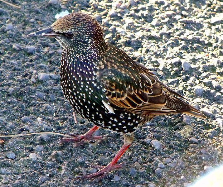 File:Starling (12050642225).jpg