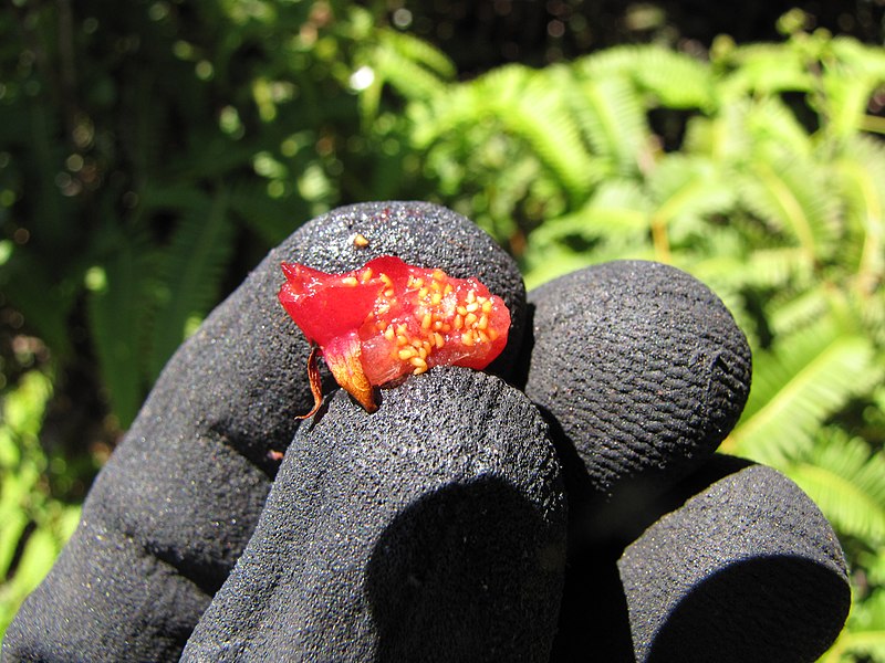 File:Starr-110929-9930-Vaccinium calycinum-nibbled fruit-Hanaula-Maui (24749931509).jpg