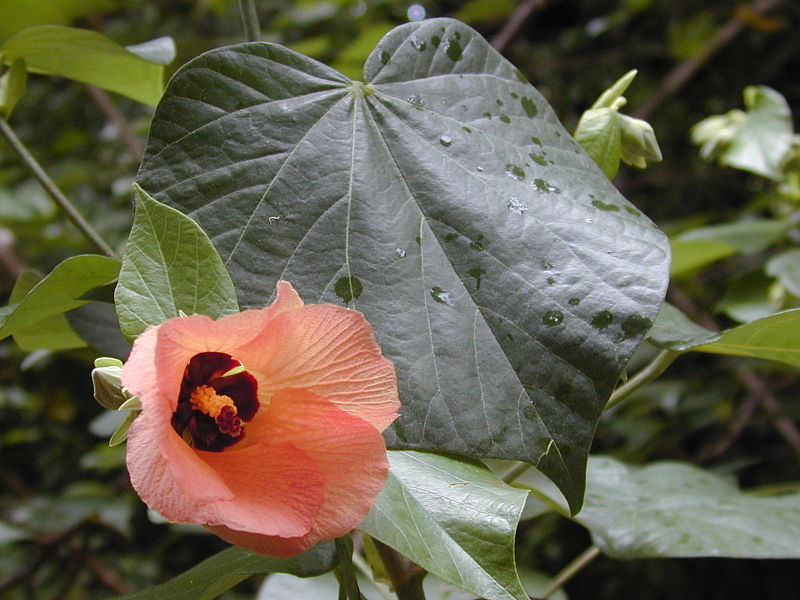 File:Starr 020803-0107 Hibiscus tiliaceus.jpg