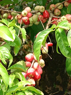 Starr 070321-6135 Syzygium malaccense.jpg