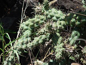 Rigid 070402-6305 Cylindropuntia cholla.jpg