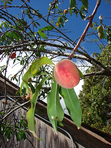 File:Starr 080317-3639 Prunus persica.jpg