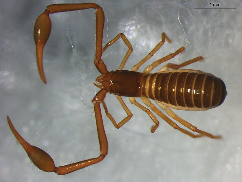 File:Stenohya pengae holotype - ZooKeys-213-079-g001.jpeg