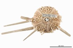 File:Stereocidaris ingolfiana - ECH-000365 hab-ven.tif (Category:Echinodermata in the Natural History Museum of Denmark)