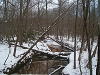 Winter view of Still Creek in Greenbelt Park