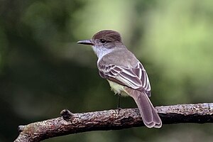 Stolid flycatcher (Myiarchus stolidus stolidus).jpg