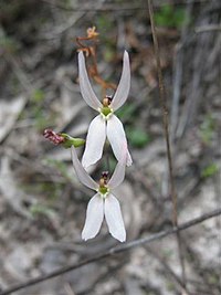 Stylidium petiolare