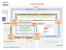 Sulfur cycle.png