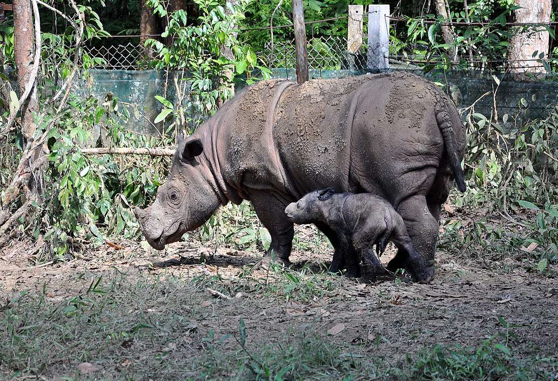 Sumatraanse neushoorn