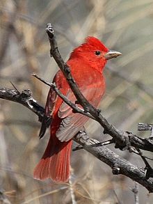 Summer tanager Summer Tanager.jpg