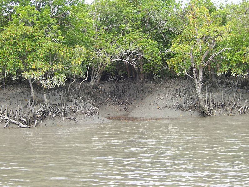 Sunderbans National Park