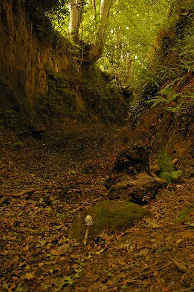 File:Sunken track - geograph.org.uk - 960548.jpg