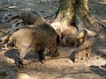 * Nomination Sounder of wild boar (sow, her piglets and a female from her last year offspring) --LC-de 18:48, 16 July 2007 (UTC) * Promotion I would appreciate some location info. Lycaon 20:02, 16 July 2007 (UTC) Done --LC-de 21:55, 16 July 2007 (UTC) Good enough result for difficult (and dark) lighting conditions. (BTW what happened to the exif?) Lycaon 22:28, 16 July 2007 (UTC)