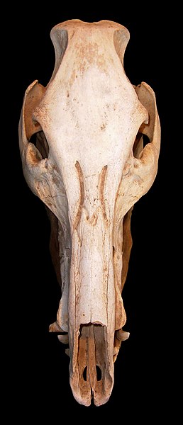 File:Sus scrofa scrofa cranium 0059.jpg