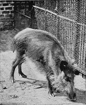 Javan warty pig